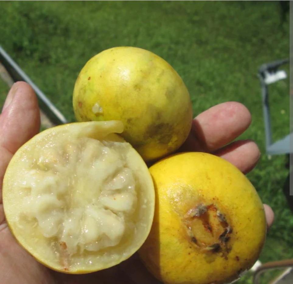 Perfume guava