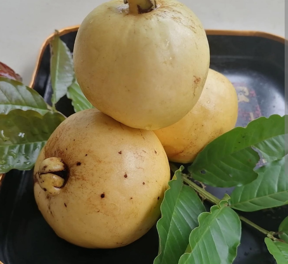 Brazilian perfume guava