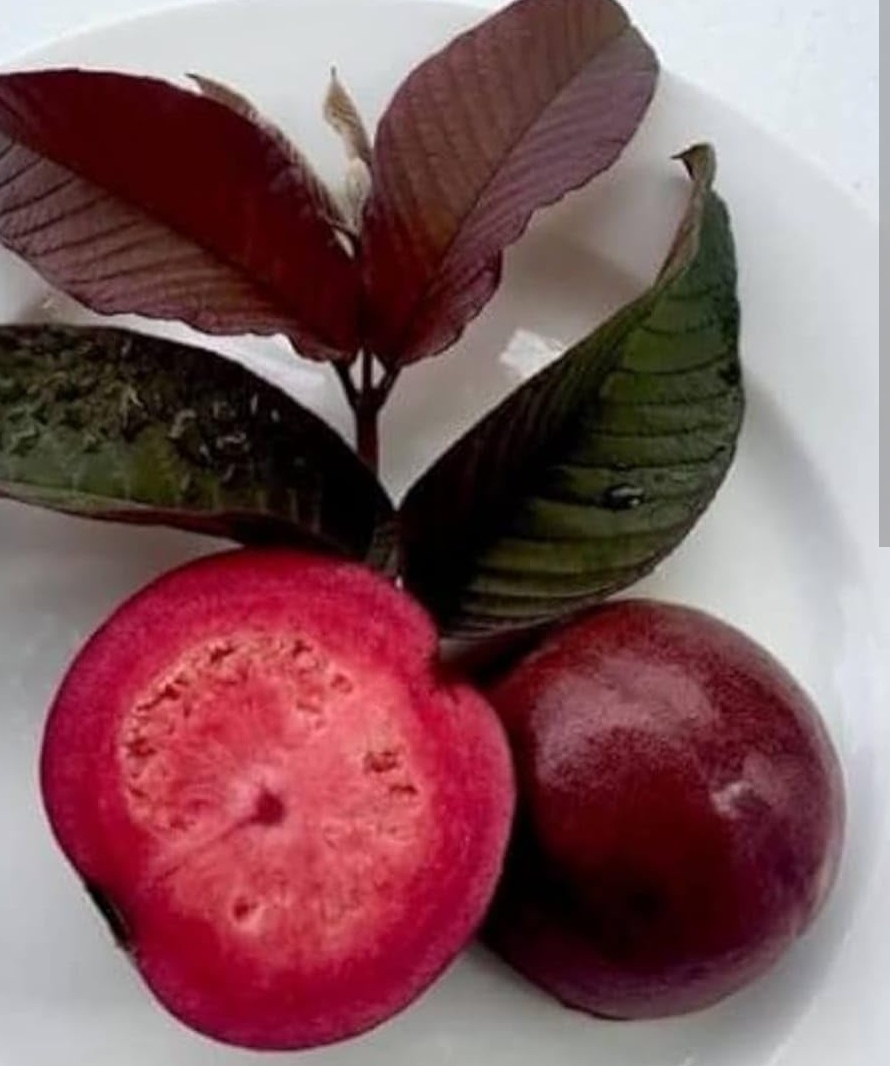 Purple daimond guava layer plant