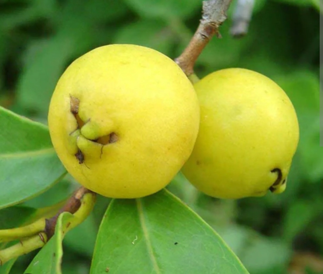 Yellow strawberry guava