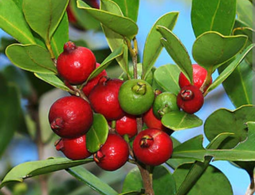 Red strawberry guava