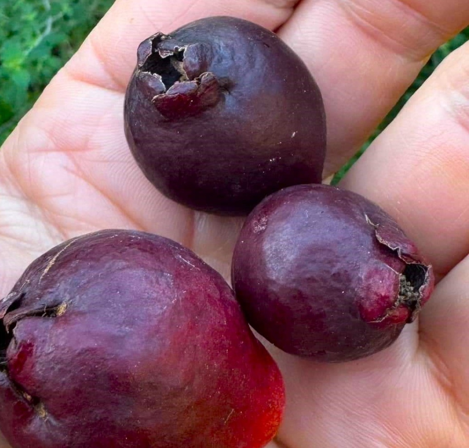 Purple Forest Guava