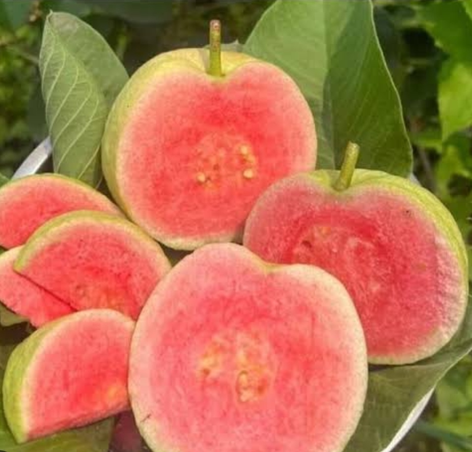 Red Diamond guava layer
