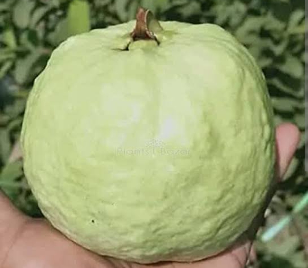 VNR guava Layer