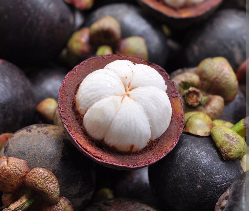 Mangosteen Grafted