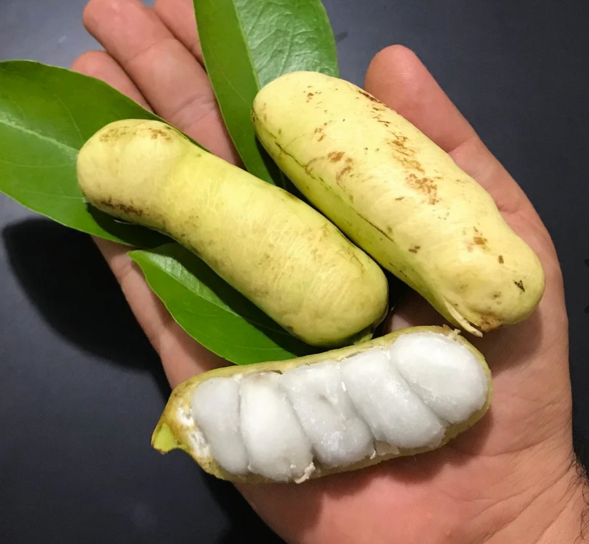 Icecream Beans