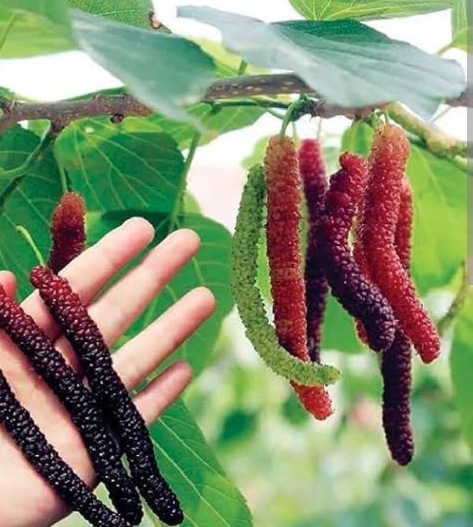 Brazilian long mulberry Grafted