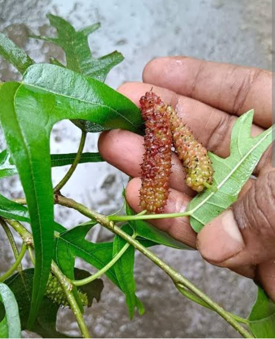 Chicken claw mulberry layer