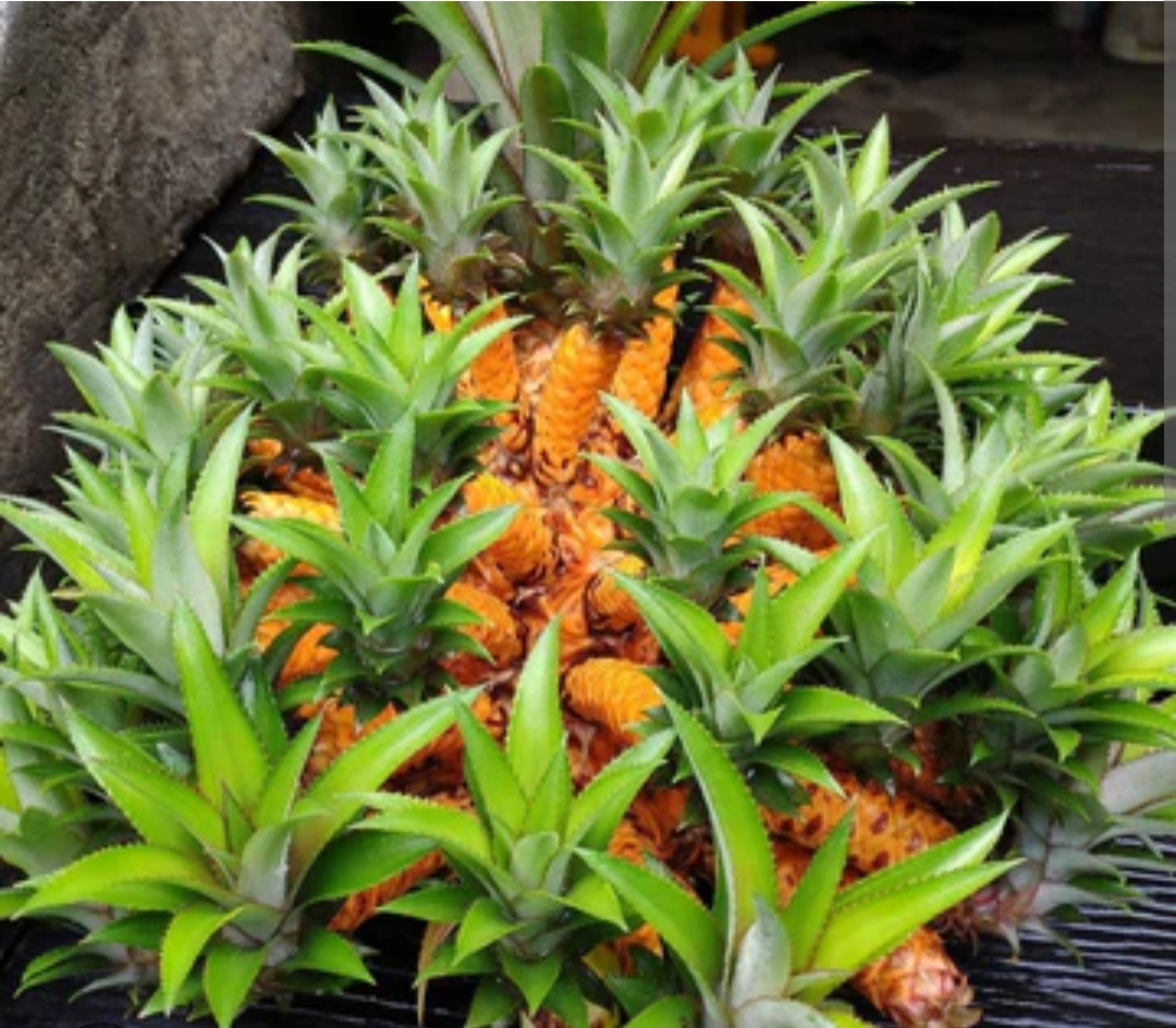 Medussa pineapple