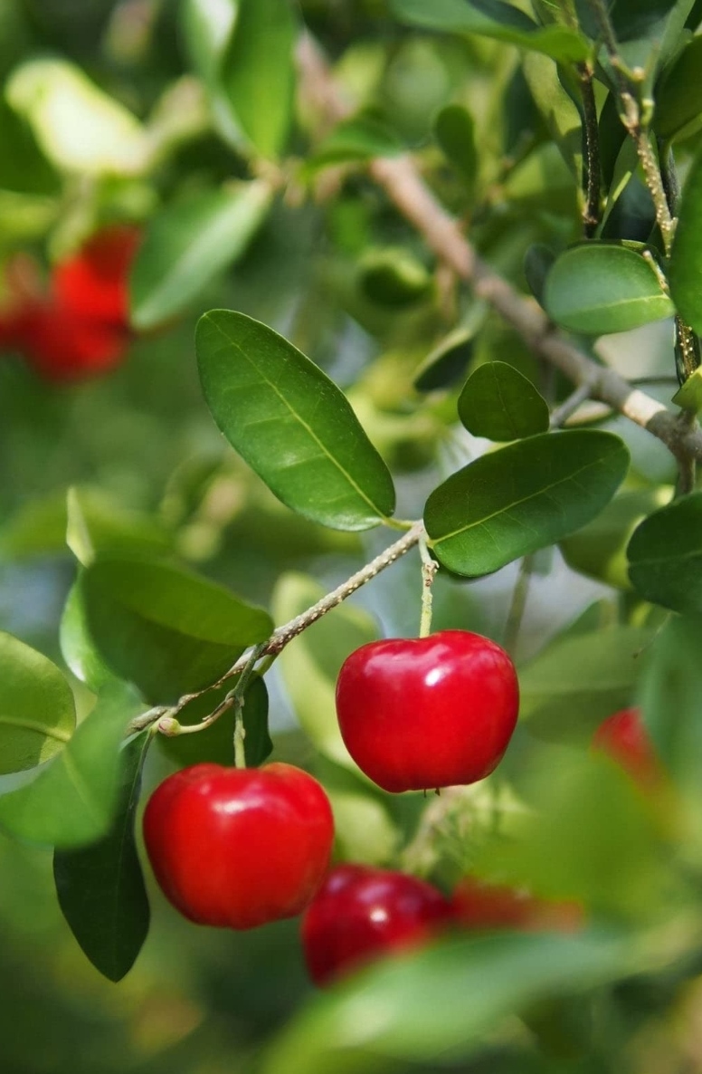 West indian sweet cherry plant