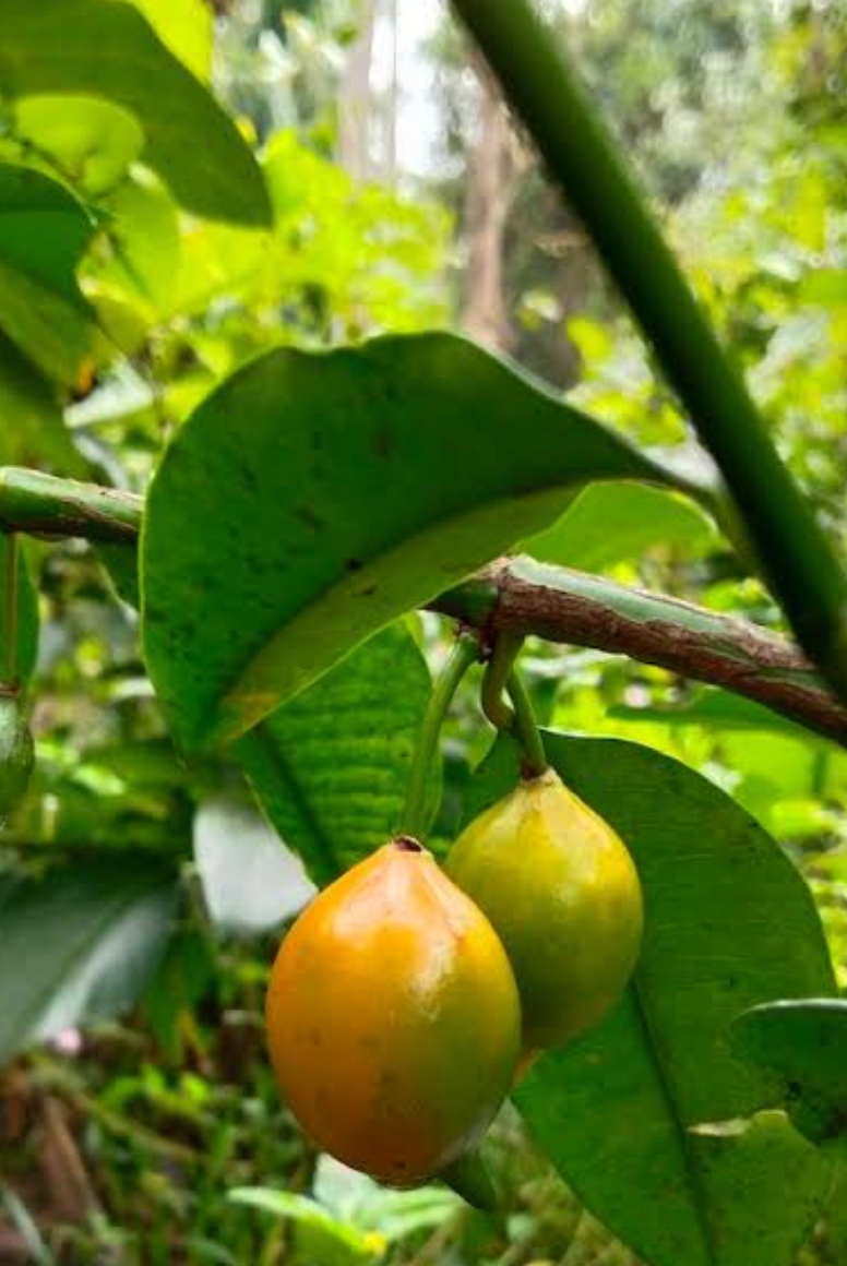 Baccupari fruit plant