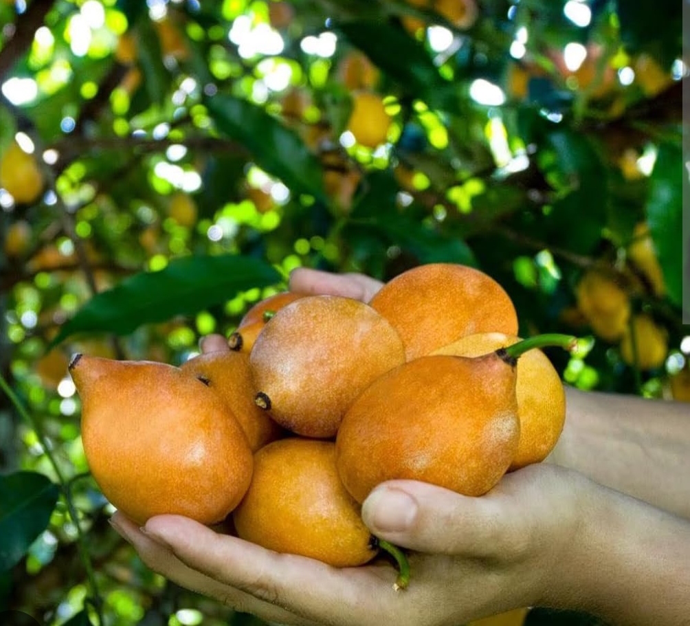 Achacharu fruit plants