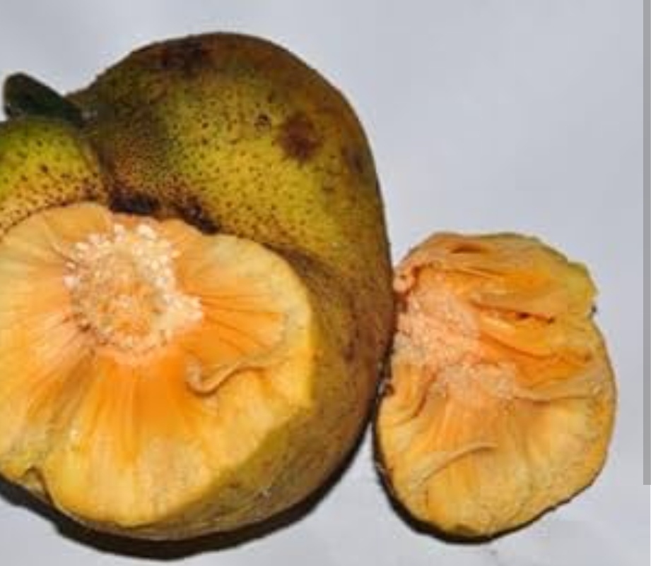 Lacucha fruit plant