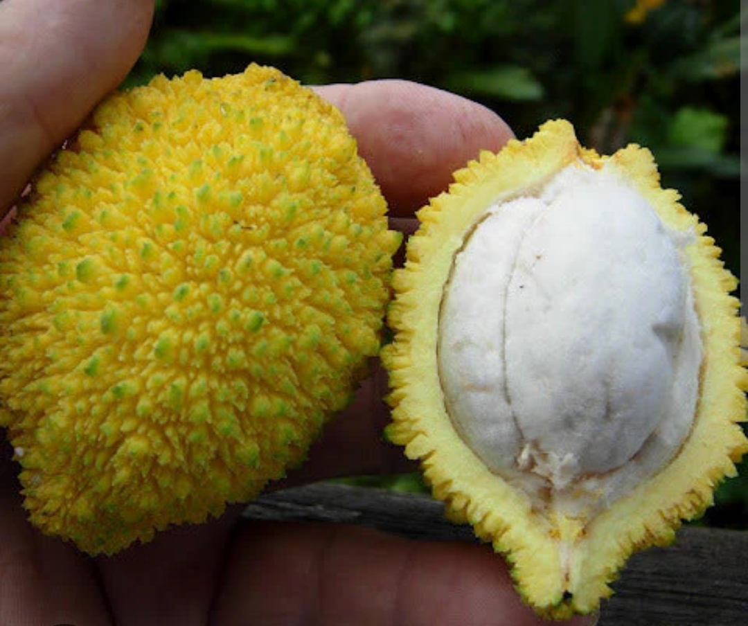 Madrona fruit plant