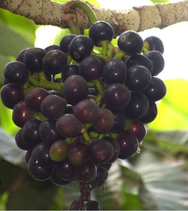 Amazon Tree grape plants