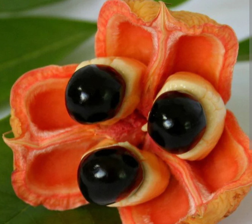 Ackee fruit plant