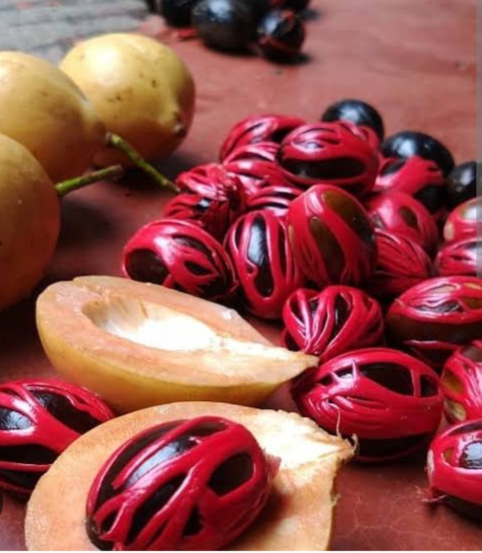 Nutmeg Grafted Keralasree