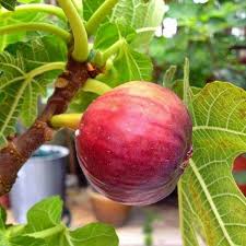 Isreal Fig Grafted Plant