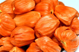 Dang Surya Jack fruit Grafted Plant