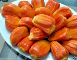 Sindoor jack fruit grafted Plants