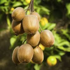 Kiwi Fruit Plant