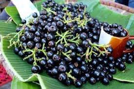 Lipote Fruit Plants
