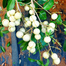 White longan Grafted