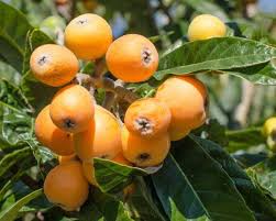 Laquat Fruit Plant