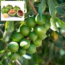 Macadamia Plant
