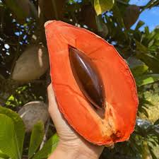 Mamey Saporta fruit plants
