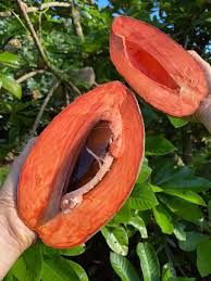 Mamey Saporta Layer Plant
