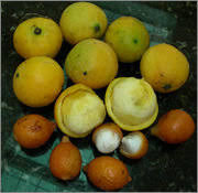 Mexican Mangosteen Fruit Plant