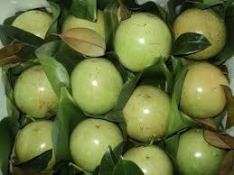 Milk Fruit Grafted Plant