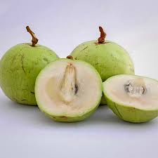 Milk Fruit Plant