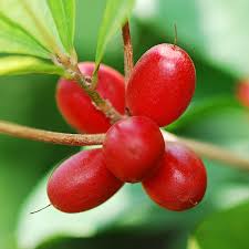 Miracle fruit M plant
