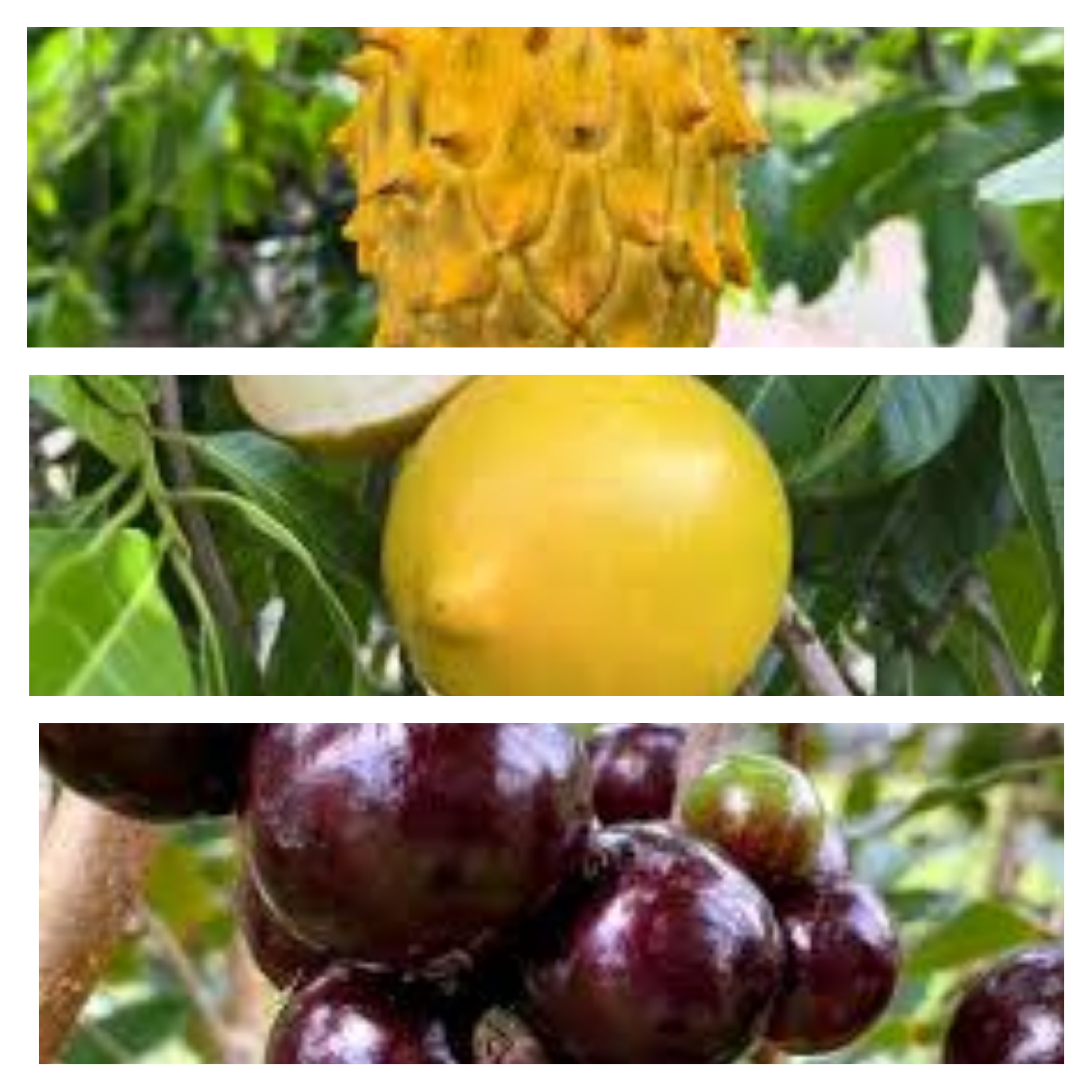 Abiu + Rollinia + Jaboticaba Fruit Plant