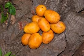 Yellow Mombin Fruit Plants