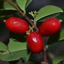 Mystery Fruit Plants
