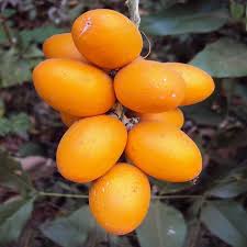 Odappazham Fruit Plant