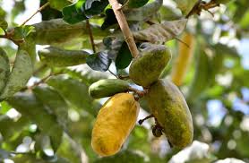 Olosapo Fruit Plant
