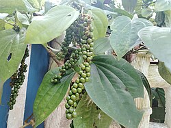 Panniyur-1 Pepper Plant( 4 pack)