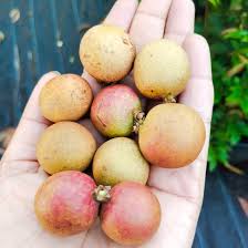 Ping Pong Longan Plants