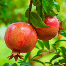 Pomegranate Hybrid plants