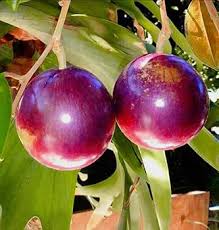 Purple Milk Fruit Grafted Plant