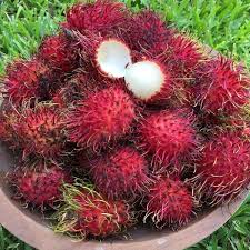 Rambutan Malwana Grafted