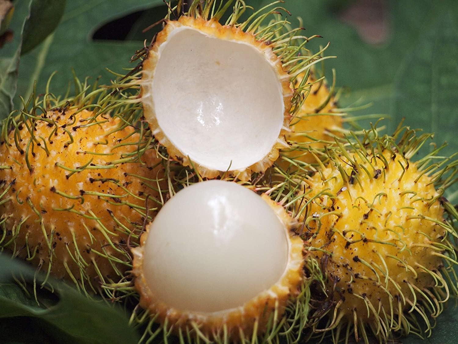 Rambutan Muar Gading Grafted