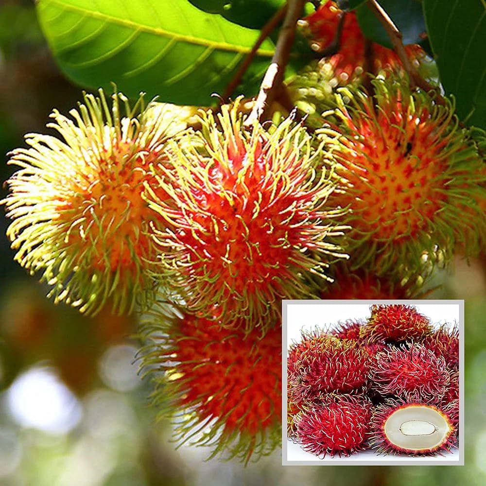 Rambutan School boy Grafted
