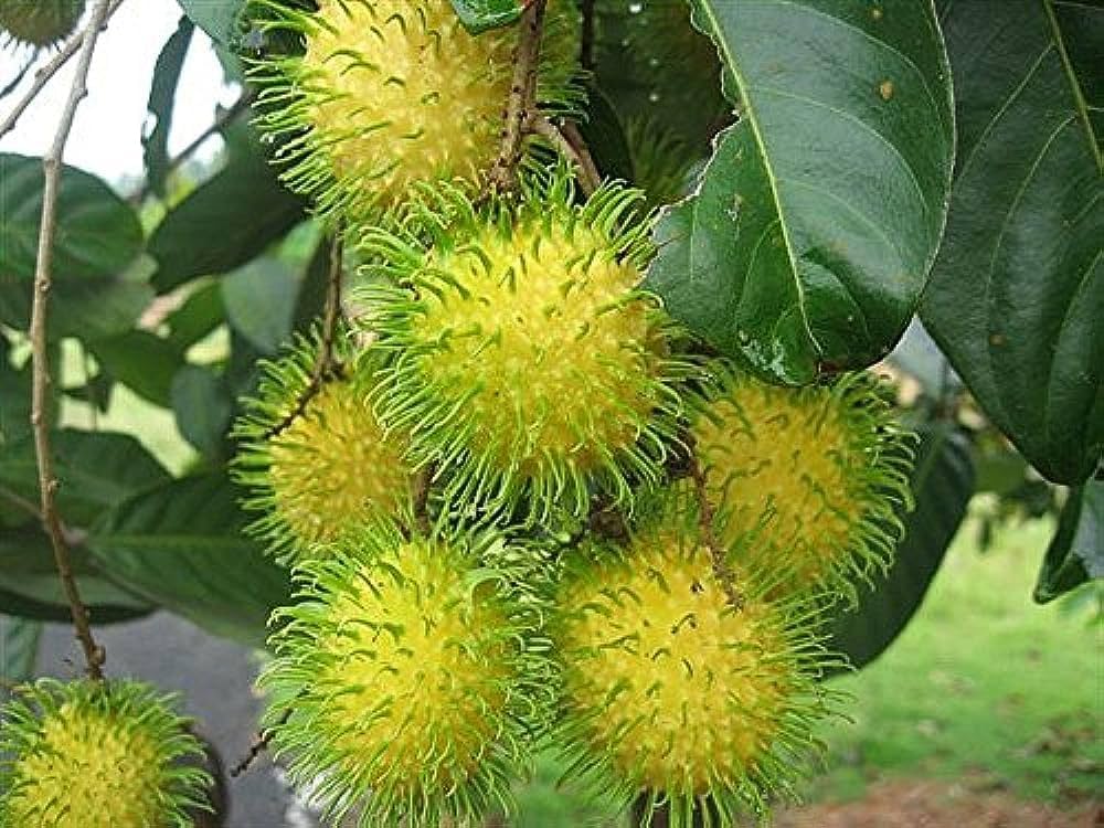 Rambutan E35 Grafted Plants