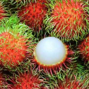 Rambutan Rongrien grafted