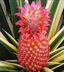 Red Pineapple plant